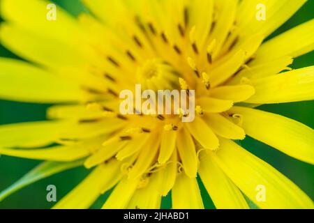 Eine Makro-Nahaufnahme von Euryops pectinatus in voller Blüte, Einer einzigen gelben Gänseblümchen Stockfoto