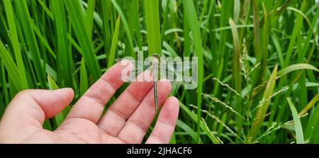 Die Fliege sitzt im Schilf am See. Stockfoto