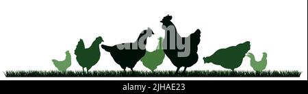 Hühner auf der Weide. Bildsilhouette. Haustiere auf dem Bauernhof. Hausgeflügel, um Eier zu bekommen. Isoliert auf weißem Hintergrund. Vektor Stock Vektor