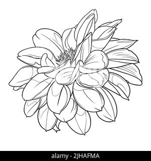 Dahlia Breannon Blumengrafik. Botanische Stempellinien Stockfoto