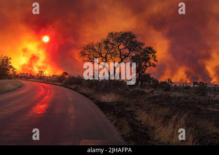 Feuer im Veld - Kruger Park zurück brennen Stockfoto