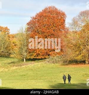 Weald Park Spazierenpaar auf einem Spaziergang im November über Grasland im Bereich der Herbstbaumfarben im großen öffentlichen Landschaftspark Brentwood Essex England Stockfoto