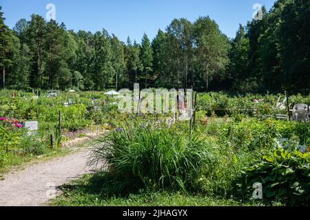 Meilahti-Schrebergarten im Stadtteil Vähä-Meilahti in Helsinki, Finnland Stockfoto