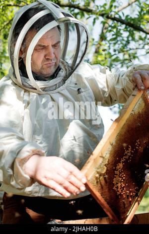 Imker auf Imkerei. Imker arbeitet mit Bienen und Bienenstöcken auf dem Bienenhaus Stockfoto