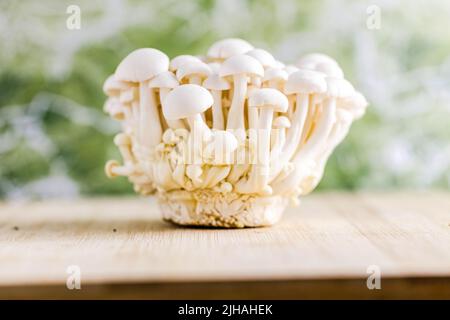 Ein paar frische, rohe weiße japanische Bunapi-Pilze in der Küche Stockfoto