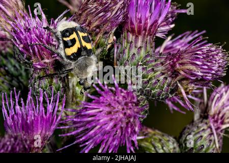 Trichius fasciatus. Genießen Sie die Blumen und ihre Angebote. Stockfoto