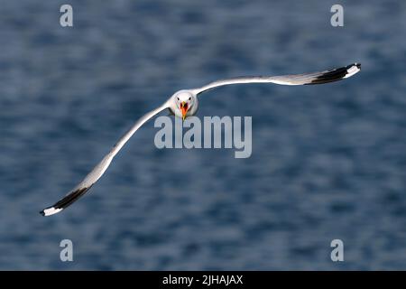 Schwarz-legged Kittiwake Stockfoto