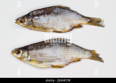 Getrockneter Fisch auf weißem Hintergrund. Große getrocknete Meerbratsche. Gesalzene Vobla aus der Wolga. Open-Air-Trocknung Europäische Kakerlake mit Sonne und Wind. Isoliert. Stockfoto