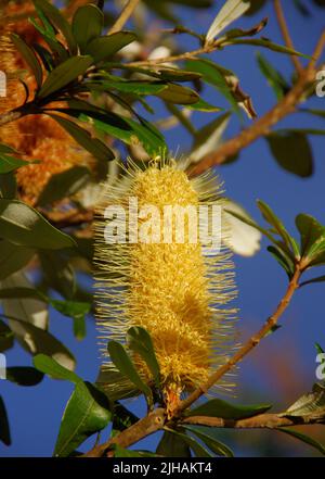 Zylindrischer blassgelber Blütenkopf des australischen einheimischen Coastal Banksia-Baumes, Banksia integrifolia. Herbstsonne im Garten von Queensland. Stockfoto