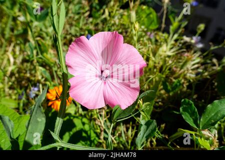 Convolvulus arvensis, das Feldbindenkraut, Deutschland Stockfoto