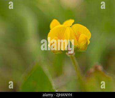 Eine Nahaufnahme einer Lotus corniculatus Blume in einer Unschärfe Stockfoto
