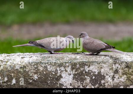 Nahaufnahme eines Paares eurasischer Halstauben, die sich auf einem Stück Beton ernährten. Stockfoto