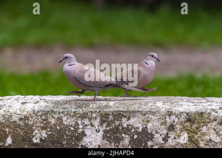 Nahaufnahme eines Paares eurasischer Halstaube, die sich auf einem Stück Beton bewegt. Stockfoto