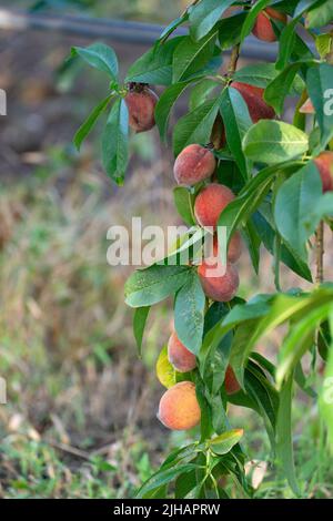 Köstliche saftige Pfirsiche wachsen auf dem Baum im Garten Stockfoto