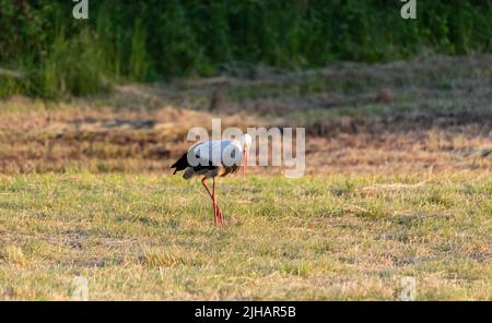 Storch auf der Wiese. Heu gemäht und zu Ballen gepresst. Storch auf der Suche nach Nahrung auf der Wiese. Eine ländliche Aussicht. Stockfoto