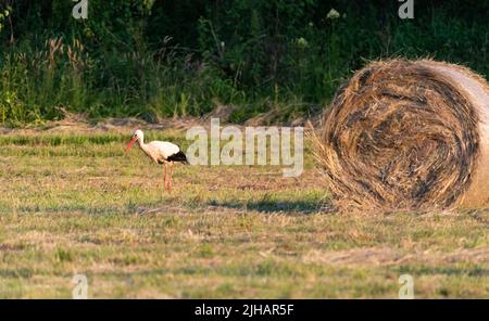 Storch auf der Wiese. Heu gemäht und zu Ballen gepresst. Storch auf der Suche nach Nahrung auf der Wiese. Eine ländliche Aussicht. Stockfoto