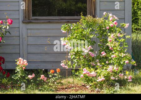 Schöne rosa nostalgische Rose in einem Garten. Rosa Mischung großblütige Kletterer. Kletternde rosa Rose Jasmina Stockfoto