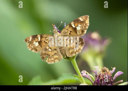 Ein kleiner und robuster, schnell fliegender Schmetterling, der mit geöffneten Flügeln ruht. Der Elfin Skipper bewohnt Waldränder und Savannen in Ost- und Südafrika Stockfoto