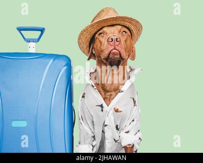 Liebenswert, ziemlich brauner Welpe und blauer Koffer Stockfoto