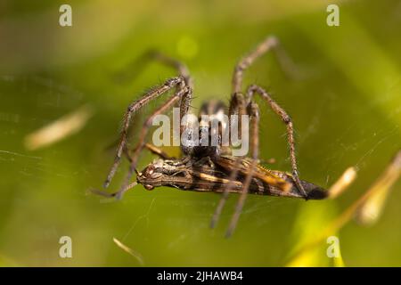 Makrofotografie einer Spinne, die in ihrem Netz eine Heuschrecke jagt. Naturfotografie. Grüner Hintergrund. Kopierraum Stockfoto