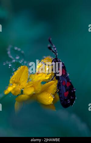 Makrofoto eines schwarzen Schmetterlings mit roten Punkten, Zygaena lonicerae, auf einer gelben Blume im Morgengrauen. Wassertropfen bedecken die Szene. Wildes Leben Stockfoto