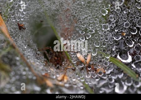 Makroaufnahme einer erwachsenen Spinne in ihrem Netz, die auf ihr Opfer wartet. Spinnennetz mit Tautropfen bedeckt. Natur wunderbar Stockfoto