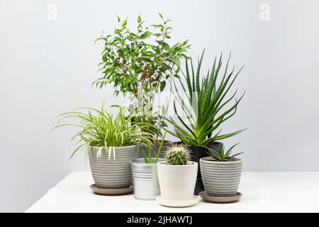 Mehrere Zimmerpflanzen stehen auf weißem Tisch. Konzept von Home Gardening, Stadtdschungel und Stadtgarten. Stockfoto
