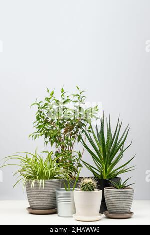 Mehrere Zimmerpflanzen stehen auf weißem Tisch. Konzept von Home Gardening, Stadtdschungel und Stadtgarten. Stockfoto