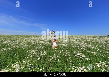 Zwei Kinder auf einem Kamillenfeld fliegen einen Drachen in den Himmel. Kinder spielen im Sommer gegen den blauen Himmel auf dem Feld Stockfoto