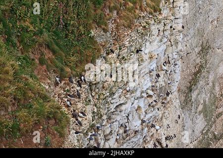 Seevögelkolonien brüten (Puffin, Gannet, Guillemot, Razorbill, Kiitiwake) auf den Bempton Cliffs an der Yorkshire Coast England Stockfoto