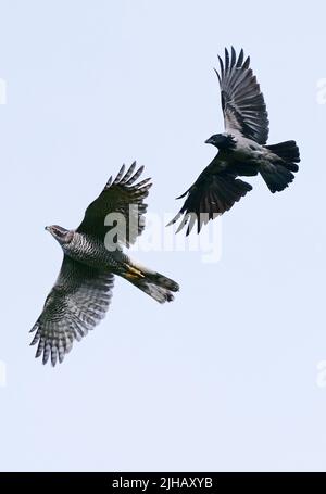 Berlin, Deutschland. 02.. Mai 2022. 02.05.2022, Berlin. Ein erwachsener Habicht (Accipiter gentilis, unten) fliegt im Bezirk Steglitz-Zehlendorf von einer Nebelkrähe (Corvus cornix) am Himmel mit ausgebreiteten Flügeln weg. Die Krähe verfolgt mutig den Habicht, der der tödliche Feind der Korviden ist. Quelle: Wolfram Steinberg/dpa Quelle: Wolfram Steinberg/dpa/Alamy Live News Stockfoto