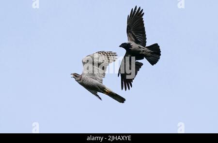 Berlin, Deutschland. 02.. Mai 2022. 02.05.2022, Berlin. Ein erwachsener Habicht (Accipiter gentilis, unten) fliegt im Bezirk Steglitz-Zehlendorf von einer Nebelkrähe (Corvus cornix) am Himmel mit ausgebreiteten Flügeln weg. Die Krähe verfolgt mutig den Habicht, der der tödliche Feind der Korviden ist. Quelle: Wolfram Steinberg/dpa Quelle: Wolfram Steinberg/dpa/Alamy Live News Stockfoto