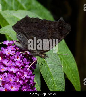 Peacock Butterfly Inachis io mit gewellten Spiralproboscias sammelt Nektar von Purple Buddleia Stockfoto