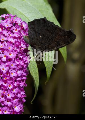 Peacock Butterfly Inachis io mit gewellten Spiralproboscis auf Purple Buddleia Stockfoto