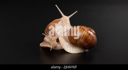 Verliebte Traubenschnecken auf dunklem Hintergrund aus der Nähe. Stockfoto