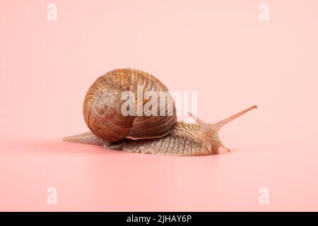 Traubenschnecke aus der Nähe auf einem rosa Hintergrund. Stockfoto