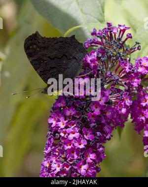 Peacock Butterfly Inachis io mit gewellten Spiralproboscias sammelt Nektar von Purple Buddleia Stockfoto