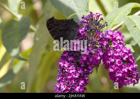 Peacock Butterfly Inachis io mit gewellten Spiralproboscias sammelt Nektar von Purple Buddleia Stockfoto