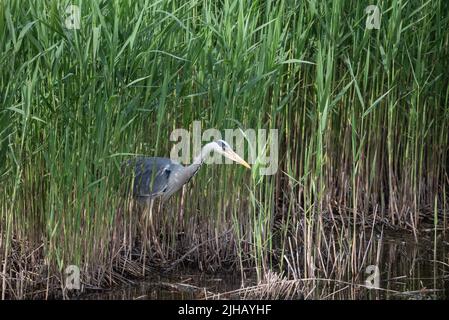 Schönes Bild von Graureiher Ardea Cinerea auf der Suche nach Nahrung im Schilf der Feuchtgebiete Landschaft im Frühjahr Stockfoto