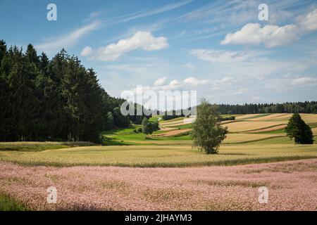 Typische Waldviertel-Landschaft - Felder, Wiesen und Wald - Wandern in der Nähe von Siebenlinden im Waldviertel, Österreich Stockfoto