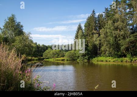 Karpfenteich an einem Sommertag - Wandern in der Nähe von Siebenlinden im Waldviertel, Österreich Stockfoto