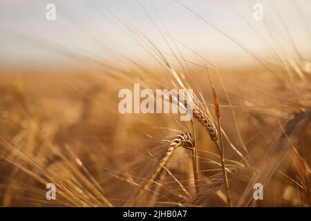 Nahaufnahme von Gerste. Getreidepflanze auf landwirtschaftlichem Feld bei goldenem Sonnenuntergang. Stockfoto