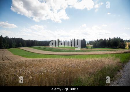 Typische Waldviertel-Landschaft - Felder, Wiesen und Wald - Wandern in der Nähe von Siebenlinden im Waldviertel, Österreich Stockfoto