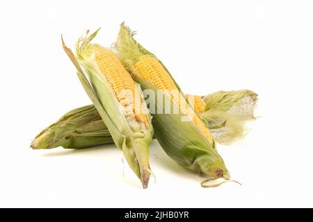 Frische reife, offene Hühneraugen auf dem Maiskolben, isoliert auf hellem Hintergrund. Nahaufnahme. Stockfoto