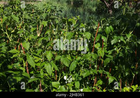 Bewässerung, Bewässerung im Garten von grünen Himbeerbüschen, im Sommer bei heißem, trockenem Wetter Stockfoto