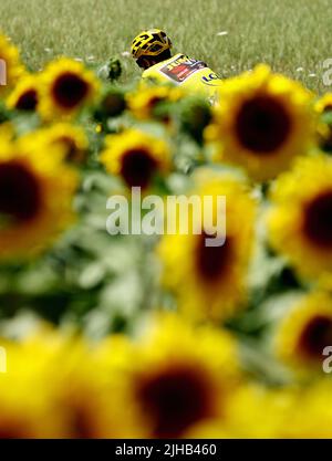 Caracassone, Frankreich. 17.. Juli 2022. Der Däne Jonas Vingegaard von Jumbo-Visma passiert ein Sonnenblumenfeld während der 15. Etappe des Radrennens der Tour de France, von Rodez nach Carcassonne (200km), Frankreich, am Sonntag, den 17. Juli 2022. Die diesjährige Tour de France findet vom 01. Bis 24. Juli 2022 statt. BELGA FOTO DAVID PINTENS - UK OUT Credit: Belga News Agency/Alamy Live News Stockfoto