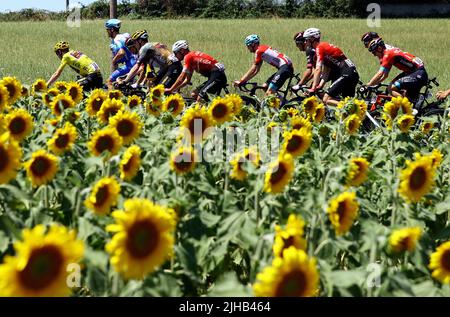 Caracassone, Frankreich. 17.. Juli 2022. Die Gruppe der Fahrer passe ein Sonnenblumenfeld während der 15. Etappe des Radrennens der Tour de France, von Rodez nach Carcassonne (200km), Frankreich, am Sonntag, den 17. Juli 2022. Die diesjährige Tour de France findet vom 01. Bis 24. Juli 2022 statt. BELGA FOTO DAVID PINTENS - UK OUT Credit: Belga News Agency/Alamy Live News Stockfoto