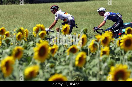 Caracassone, Frankreich. 17.. Juli 2022. Der Deutsche Nils Politt von Bora-Hansgrohe und der Däne Mikkel Frolich Honore von Quick-Step Alpha Vinyl passe ein Sonnenblumenfeld während der 15. Etappe des Radrennens der Tour de France, von Rodez nach Carcassonne (200km), Frankreich, am Sonntag, 17. Juli 2022. Die diesjährige Tour de France findet vom 01. Bis 24. Juli 2022 statt. BELGA FOTO DAVID PINTENS - UK OUT Credit: Belga News Agency/Alamy Live News Stockfoto