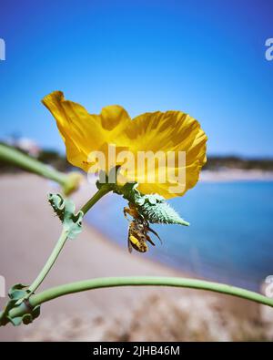 Gelbe Krabbenspinne in einer Blume mit Beute. Hochwertige Fotos Stockfoto