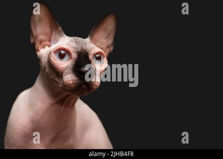 Eine haarlose Sphinx mit großen Augen und einer schwarzen Schnauze schaut zur Seite, eine wunderschöne exotische Katze auf schwarzem Hintergrund Stockfoto